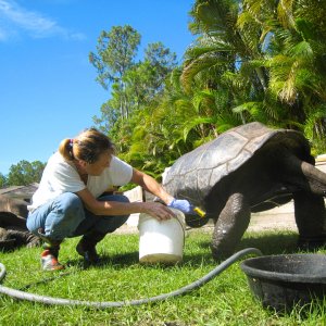 ALDABRA BREEDER