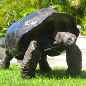 ALDABRA BREEDER