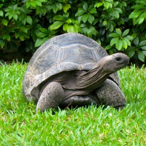 ALDABRA BREEDER