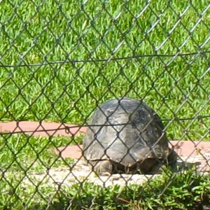ALDABRA BREEDER
