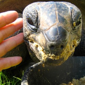 ALDABRA BREEDER
