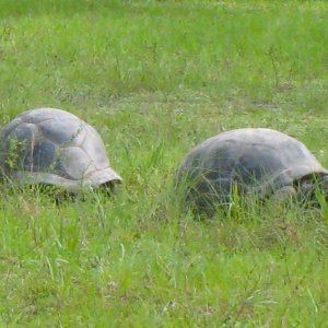 ALDABRA BREEDER