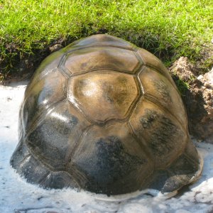 ALDABRA BREEDER