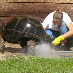 ALDABRA BREEDER