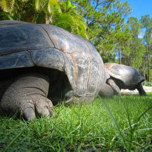 ALDABRA BREEDER
