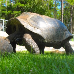 ALDABRA BREEDER