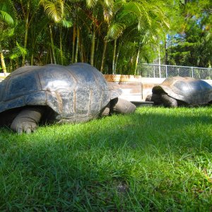 ALDABRA BREEDER