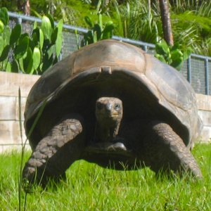 ALDABRA BREEDER