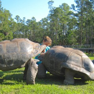 ALDABRA BREEDER