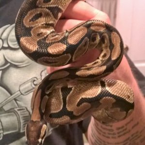 pythons