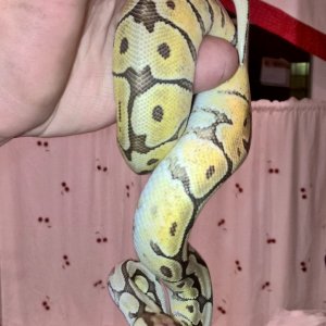pythons