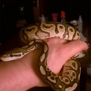 pythons