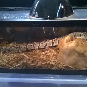 pythons