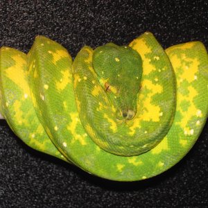 Biak during color change