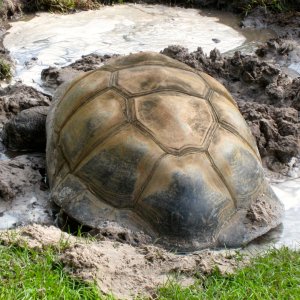 ALDABRA BREEDER