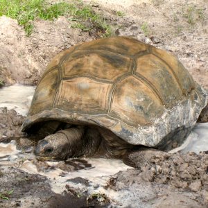 ALDABRA BREEDER