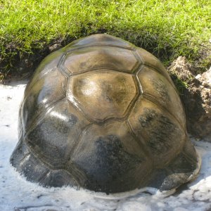ALDABRA BREEDER
