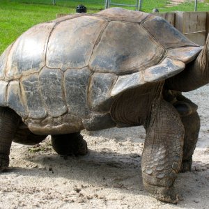ALDABRA BREEDER