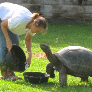 ALDABRA BREEDER