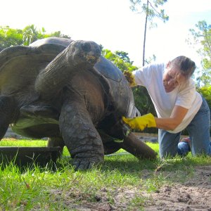 ALDABRA BREEDER
