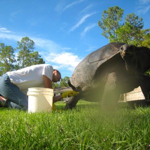 ALDABRA BREEDER