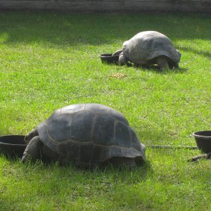 ALDABRA BREEDER