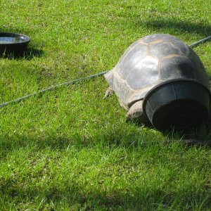ALDABRA BREEDER