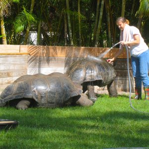 ALDABRA BREEDER