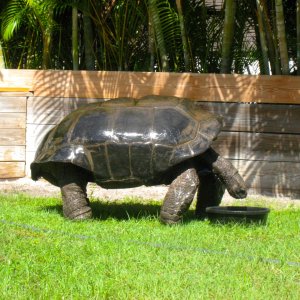 ALDABRA BREEDER