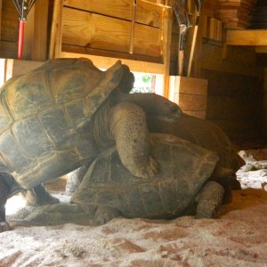 ALDABRA BREEDER