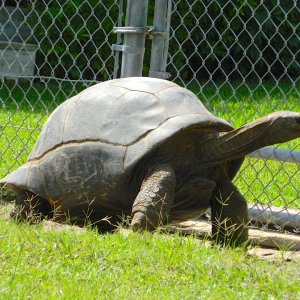 ALDABRA BREEDER