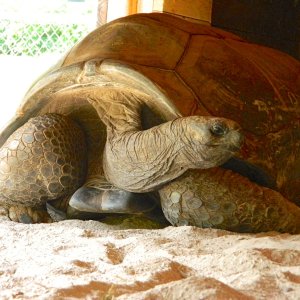 ALDABRA BREEDER