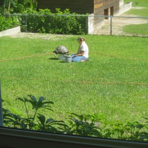 ALDABRA BREEDER