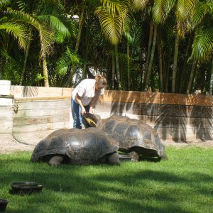 ALDABRA BREEDER