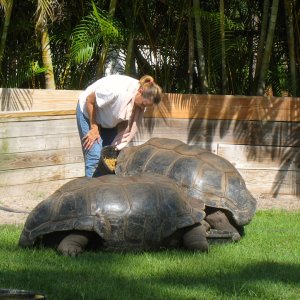 ALDABRA BREEDER