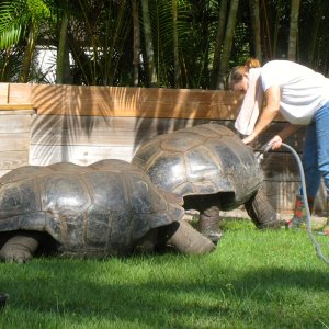 ALDABRA BREEDER