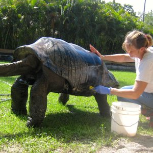ALDABRA BREEDER
