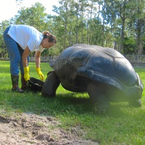 ALDABRA BREEDER
