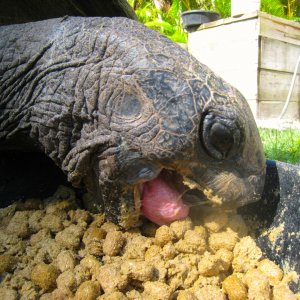 ALDABRA BREEDER