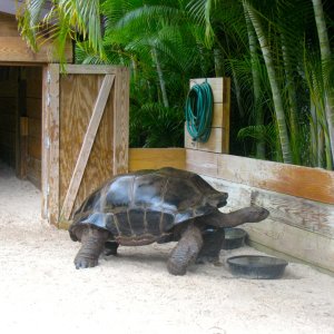 ALDABRA BREEDER