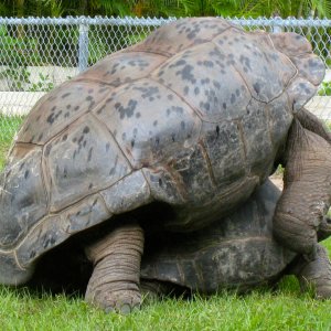 ALDABRA BREEDER