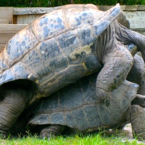 ALDABRA BREEDER