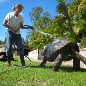 ALDABRA BREEDER