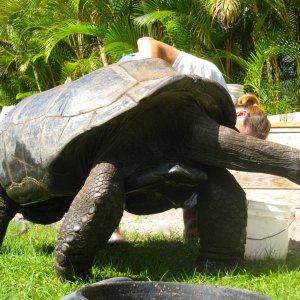 ALDABRA BREEDER