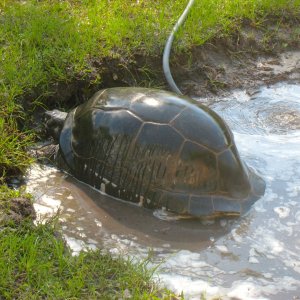 ALDABRA BREEDER