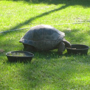 ALDABRA BREEDER