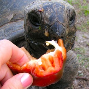 ALDABRA BREEDER