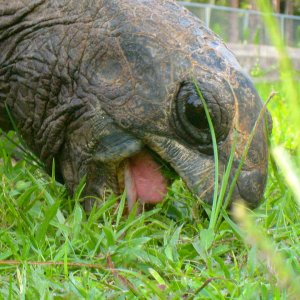 ALDABRA BREEDER