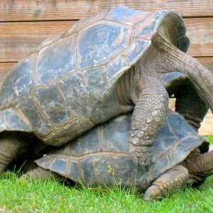 ALDABRA BREEDER
