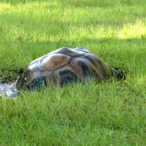 ALDABRA BREEDER